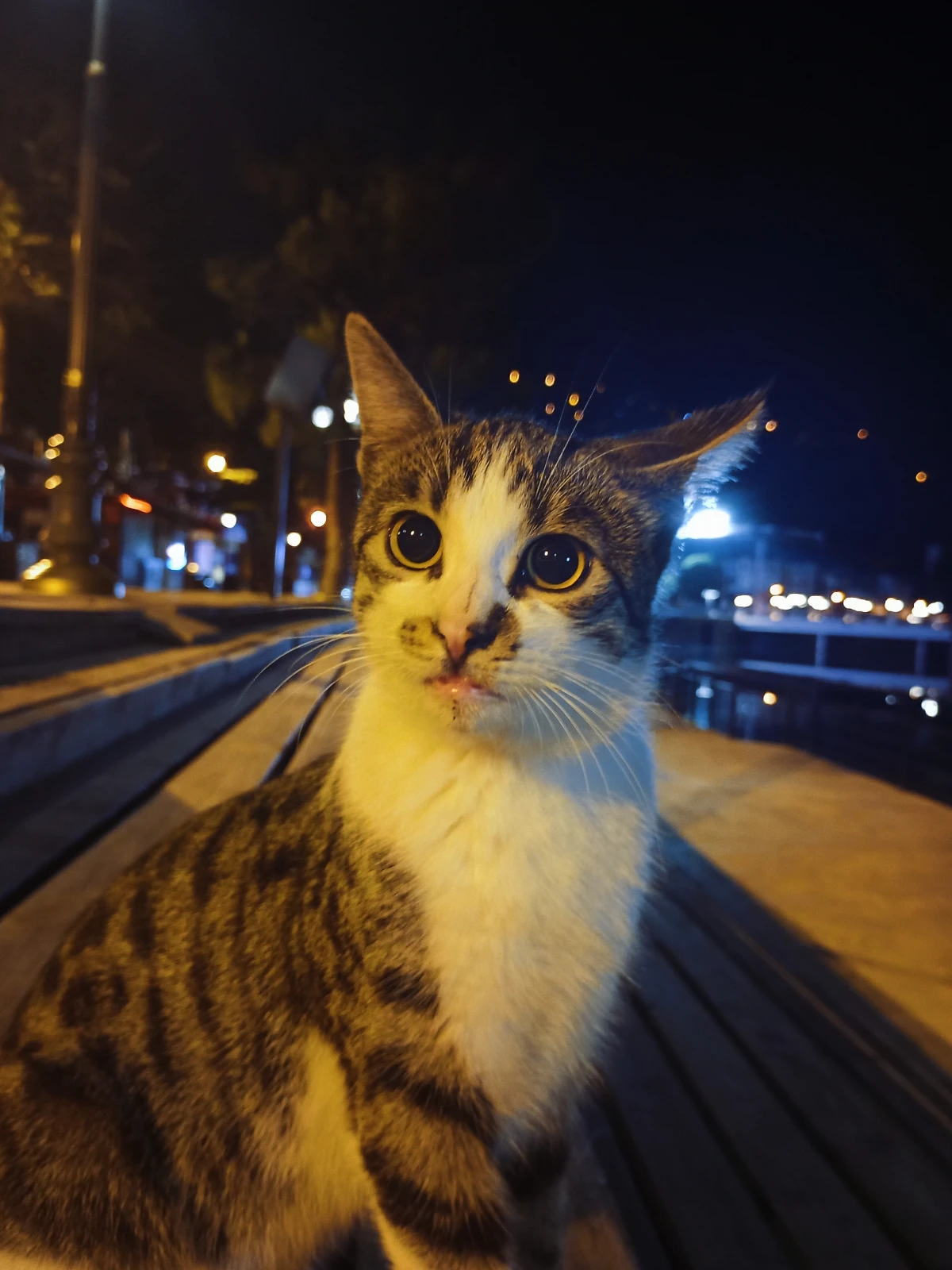 Gecenin tatlı misafiri.